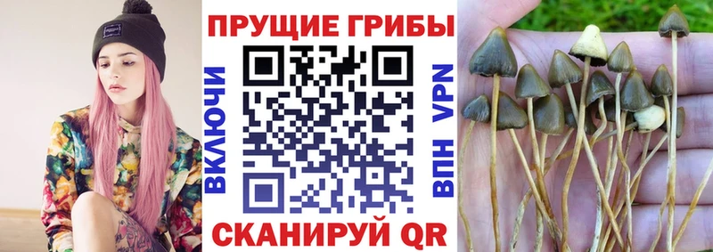 Псилоцибиновые грибы MAGIC MUSHROOMS Клинцы